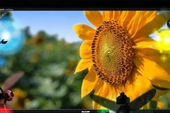 Sharp giới thiệu tivi LCD 4K chất lượng cực cao 