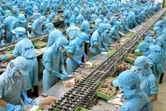 Chế biến cá basa xuất khẩu tại Công ty thủy sản Bình An (Cần Thơ). (Ảnh: Duy Khương/TTXVN)