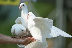 Ảnh minh họa. (Nguồn: Internet)