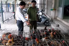 Lực lượng chức năng bắt giữ một vụ vận chuyển gà không rõ nguồn gốc. (Nguồn: Internet)