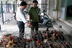 Lực lượng chức năng bắt giữ một vụ vận chuyển gà không rõ nguồn gốc. (Nguồn: Internet)