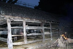 Trong những ngày giá rét cần giữ ấm cho trâu, bò bằng che chắn chuồng hoặc đốt lửa sưởi ấm. (Ảnh: Lê Bá Liễu/TTXVN)