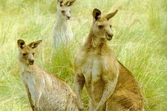 Ăn thịt chuột túi sẽ làm giảm khí thải carbon dioxide? (Nguồn: Internet)