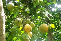 Thanh trà bị vàng sớm hàng loạt. (Nguồn: Internet)