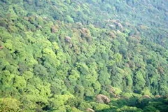 (Nguồn: cfbiodiv.org)