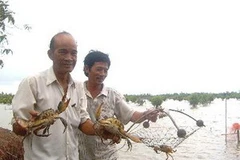 Giá cua rạch son ở Bạc Liêu tăng kỷ lục nhưng vẫn cháy hàng. (Nguồn: Internet)