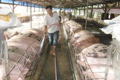 Cựu chiến binh Nguyễn Văn Thịnh đang làm việc trong trang trại gia đình. (Nguồn: qdnd.vn)