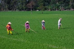 Ảnh minh họa. (Nguồn: TTXVN)