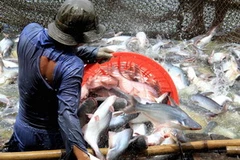 Thu hoạch cá tra nguyên liệu tại Hậu Giang. (Ảnh: Duy Khương/TTXVN)