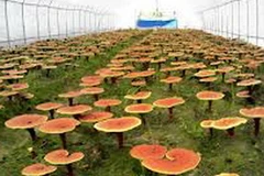 Hoàn thiện quy trình trồng nấm linh chi tại TT-Huế