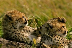 Báo đốm Nam Phi. Ảnh minh họa. (Nguồn: Internet)