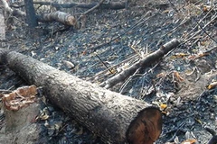 Những cây gỗ lâm tặc chưa kịp tẩu tán. (Nguồn: Internet)