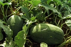 Ảnh minh họa. (Nguồn: Internet)