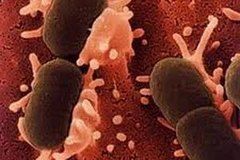 Vi khuẩn E.coli. (Nguồn: Internet)