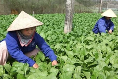 Ảnh minh họa. (Nguồn: An Đăng/TTXVN)