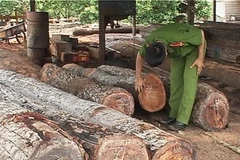 Kiểm tra tại một xưởng gỗ vi phạm pháp luật. (Nguồn: Internet)