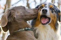 Chó cũng có tính cách và trạng thái tình cảm? (Nguồn: Internet)