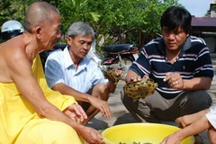 Rùa tai đỏ bắt được tại Tịnh xá Ngọc Liên. (Ảnh: Huỳnh Sử/TTXVN)