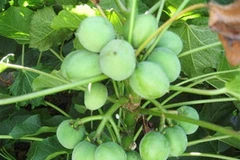 Cây cọc rào (Jatropha) sẽ được trồng để lấy dầu. (Nguồn: Internet)