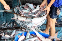 Thu hoạch cá tra nguyên liệu tại Hậu Giang. (Ảnh: Duy Khương/TTXVN)