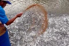 Ao ương cá giống. Ảnh minh họa. (Ảnh: Duy Khương/TTXVN)