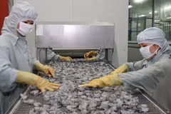 Tôm xuất khẩu của Việt Nam bị Mỹ áp thuế chống bán phá giá. (Ảnh: Huy Hùng/TTXVN)