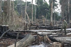 Rừng Tà Thiết tan hoang bởi lâm tặc. (Nguồn: Internet)