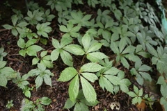 (Ảnh minh họa: Quý Trung/TTXVN)