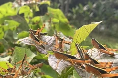 Châu chấu bám dày đặc trên cây trồng. (Ảnh: TTXVN phát)