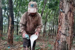 Gia đình vợ chồng Thị Mai, xã Đức Hạnh, huyện Bù Gia Mập thu hoạch mủ cao su. (Ảnh: K GỬIH/TTXVN)