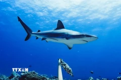 Ảnh minh họa. (Nguồn: TTXVN)