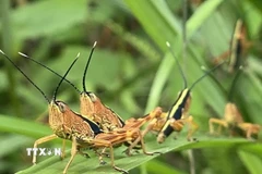 Châu chấu tre lưng vàng ở Cao Bằn. (Ảnh: TTXVN phát)