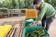Theo người dân địa phương, hiện nay giá bơ 034 được thương lái thu mua chỉ từ 3.000 – 4.000 đồng/kg, thấp nhất từ trước đến nay. (Ảnh: Nguyễn Dũng/TTXVN)