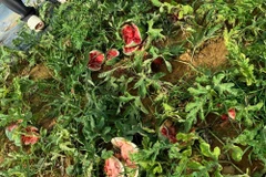 Ruộng dưa sắp thu hoạch bị phá hoại hoàn toàn. (Nguồn: baonghean.vn)