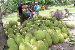 Tiền Giang hiện có trên 13.000ha mít Thái siêu sớm với sản lượng trên 182.000 tấn quả cung ứng thị trường trong ngoài tỉnh. (Nguồn: Nguyễn Văn Trí/TTXVN)
