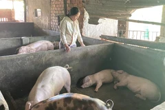 Hộ gia đình chị Trần Đình Thuận, thôn Định Thành, xã Hòa Định Đông, huyện Phú Hòa (Phú Yên) có 28 con lợn được tiêm vaccine phòng dịch tả lợn Châu Phi vừa qua thì hầu hết bỏ ăn, nóng sốt rồi chết. (Ảnh: Tường Quân/TTXVN)