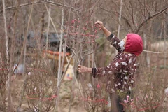 Miền Bắc sẽ chuyển nắng ấm trước khi đón gió mùa trước thềm Tết Nguyên đán. (Ảnh: Minh Quyết/TTXVN)