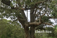 Cây chai lá cong ở Vùng 4 Hải quân, Cam Ranh (Khánh Hòa). (Nguồn: baokhanhhoa.vn)