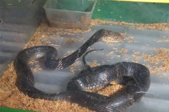 Ảnh minh họa. (Ảnh: TTXVN phát)