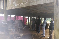 Huyện Quế Phong (Nghệ An) đã thành lập các tổ tuyên truyền, phân công cán bộ cán bộ phụ trách thôn đẩy mạnh tuyên truyền, hướng dẫn người dân phòng, chống rét cho gia súc. (Ảnh: TTXVN)