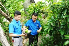 Nguyễn Phú Bình - người cán bộ y tế làm kinh tế giỏi trên Huyện đảo Cát Hải (Hải Phòng). Ảnh: Minh Đức - TTXVN