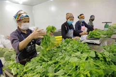 Ảnh minh họa. (Ảnh: Vũ Sinh/TTXVN)