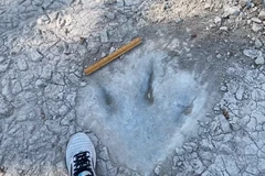 (Nguồn: thetopdailynews.com)