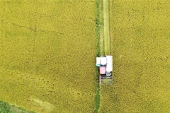 Nông dân tập trung thu hoạch lúa Đông Xuân trên cánh đồng Buôn Chóah (Đắk Nông). (Ảnh: Hưng Thịnh/TTXVN)