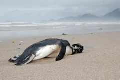 Ảnh minh họa. (Nguồn: worldwildlife.org)