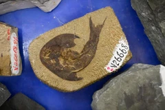 (Nguồn: france24.com)