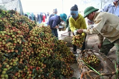 Theo chuyên gia, doanh nghiệp có thể tìm thấy cơ hội xuất khẩu nhiều sản phẩm sang thị trường Pháp từ hàng tiêu dùng đến nông sản, thủy sản, thực phẩm. (Ảnh: Danh Lam/TTXVN)