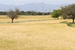 Lúa vụ Đông Xuân sớm năm 2022 ở xã Phước Nam, huyện Thuận Nam (Ninh Thuận). (Ảnh: Công Thử/TTXVN)