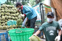 Thương lái thu mua sầu riêng tại huyện Krông Pắc (Đắk Lắk). (Ảnh: Tuấn Anh/TTXVN)