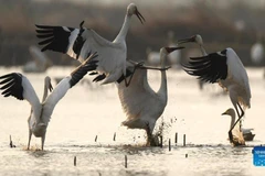 Hạc trắng tại một khu bảo tồn bên hồ Bà Dương ở miền Đông Trung Quốc, ngày 8/12/2021. (Nguồn: globaltimes.cn)